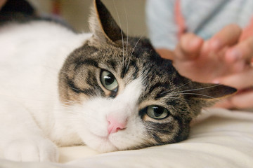chat au repos sur un lit
