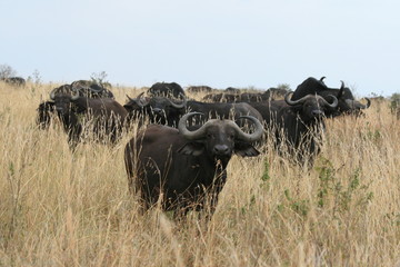 A photo of a buffalo in Kenya's national parks