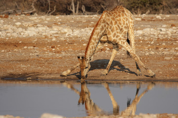 Giraffe trinkt an einem Wasserloch im Etosha-Nationalpark