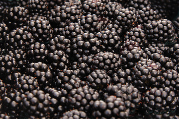 Close-up of fresh, organically grown blackberries