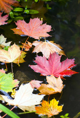 Naklejka na ściany i meble Colourful autum leaves swimming on dark water