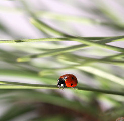 ladybug