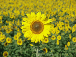 sunflower