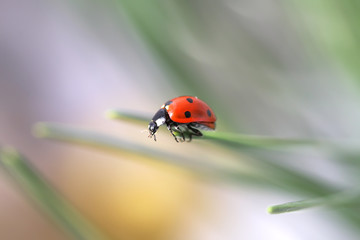 ladybug