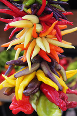 colorful hanging chili pepper assortment