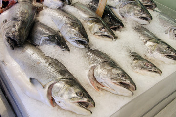 Salmon at a fresh fish market, packed in ice