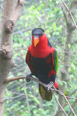 Colorful Lori Parrot Commonly Found in the Tropics