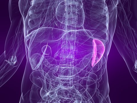 anatomie mit markierter milz
