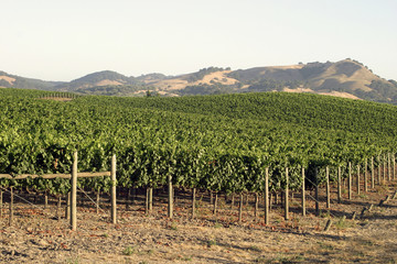 Fototapeta na wymiar Wine country early summer vines