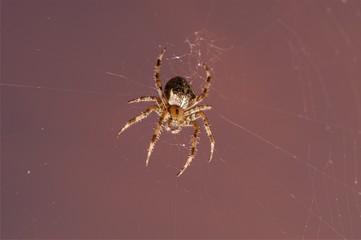 Spider on Web