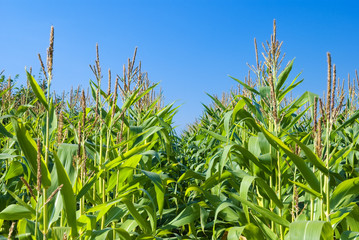 Ripening corn under an autumn sky