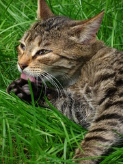 gatto che si lecca la zampa