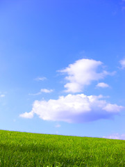 Eine Wiese im Sommer