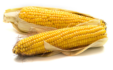 harvested corn on white background, close up. Isolation