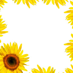 Fototapeta premium Sunflower Petal Beauty
