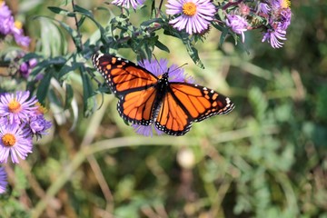Obraz premium Monarch Butterfly