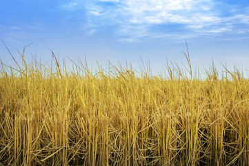 Paddy rice fields after harvesting with blue sky