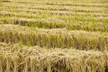 Paddy rice field after harvesting