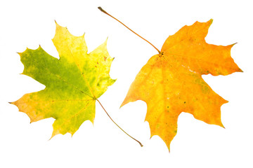 Two maple leaves isolated on white