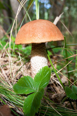 mushroom