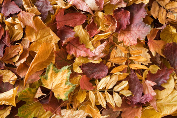 A pile of dry autmn leaves.