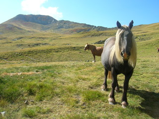 Cheval en Ossau