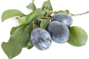 plum