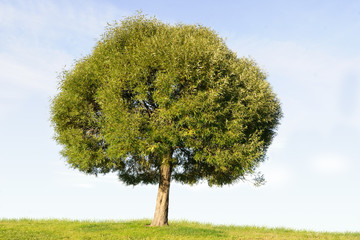 single tree against clear sky background