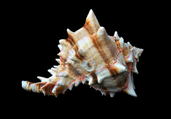 A white seashell with black stripes