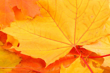 Naklejka na ściany i meble Background from leaves of yellow, red and orange color.