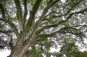 Spreading branches