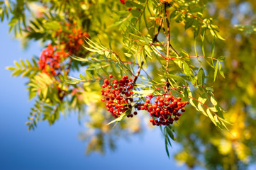 Rowan berries tree