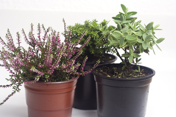 autumn plants in the pots isolated on white
