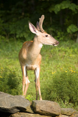 whitetail deer buck with velvet on its antlers