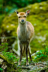 young sika deer fawn (lat. Cervus nippon)