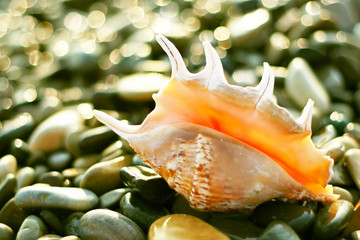 Beautiful shell on seashore in sunshine