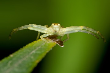 Extreme macro of a small spider on grass