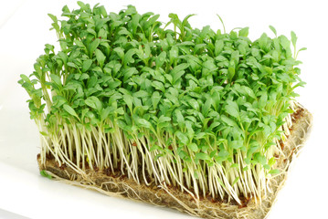 Frische Gartenkresse