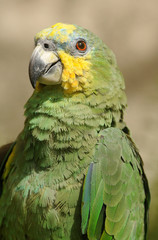 Closeup view of exotic parrot's head