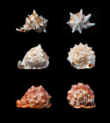 Three different seashells isolated on black background