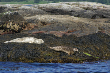 phoques du loch etive