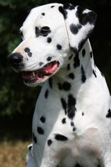 portrait de dalmatien