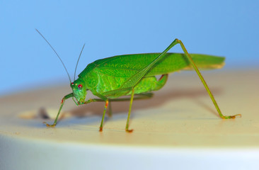 a green female bush-cricket ( long horned grasshopper)