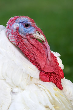 Red face of angry turkey over green background