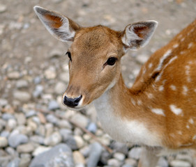 Portrait of a young Doe Fallow Deer.