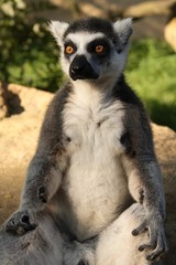 Ring-tailed lemur