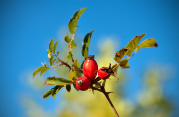 Autumn Wild Rose