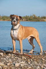 Portrait of young wet boxer dog