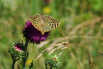 Papillon cardinal sur un chardon