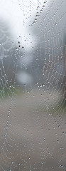 web with drops